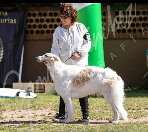 Inma Allende Peluquería Canina en Pumarín en Gijón