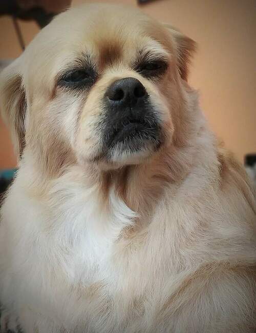 Inma Allende Peluquería Canina en Pumarín en Gijón