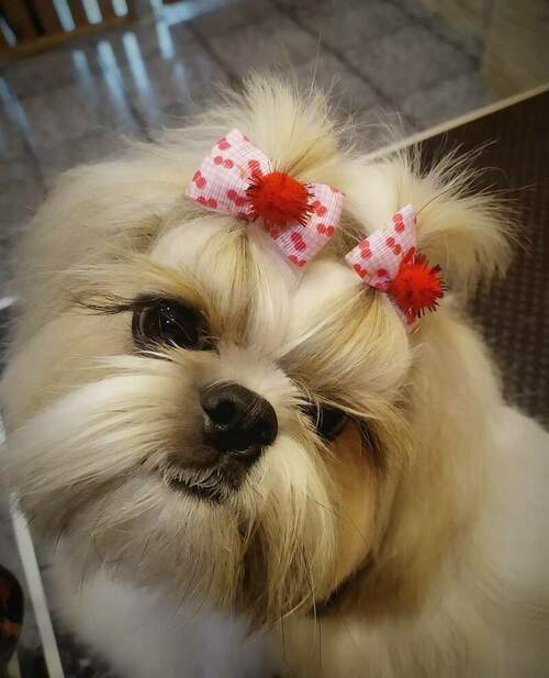Inma Allende Peluquería Canina en Pumarín en Gijón
