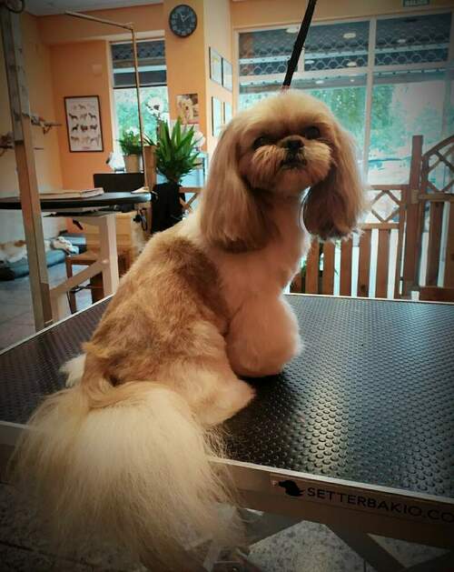 Inma Allende Peluquería Canina en Pumarín en Gijón