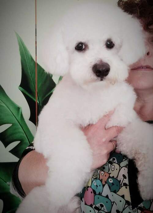 Inma Allende Peluquería Canina en Pumarín en Gijón