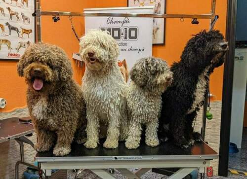 Inma Allende Peluquería Canina en Pumarín en Gijón