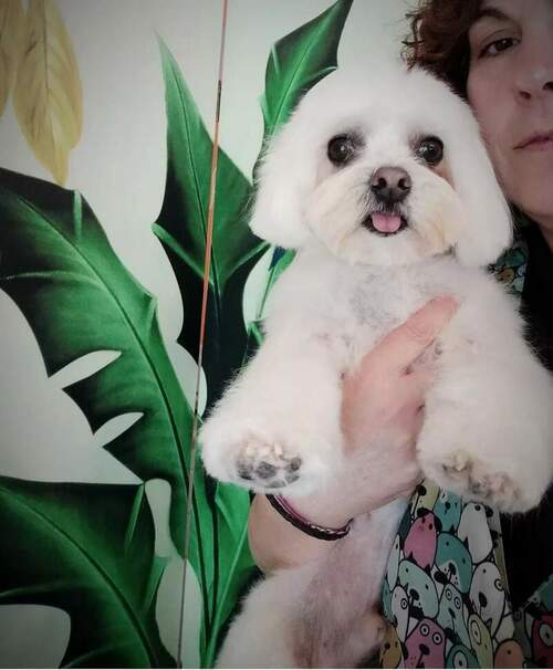 Inma Allende Peluquería Canina en Pumarín en Gijón