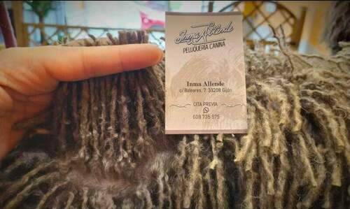 Inma Allende Peluquería Canina en Pumarín en Gijón