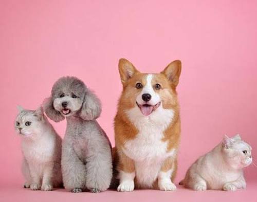 MASCOTAS-ANIMALES